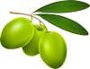 Oliva